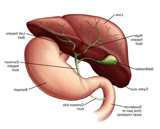 肝脏和胆道系统图示