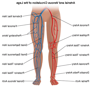 腿部循环系统的图示