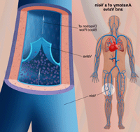 Illustration of the anatomy of a vein, showing valves
